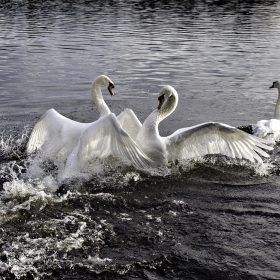  Territorial Swans